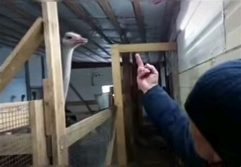 Angry Ostrich : r/Unexpected