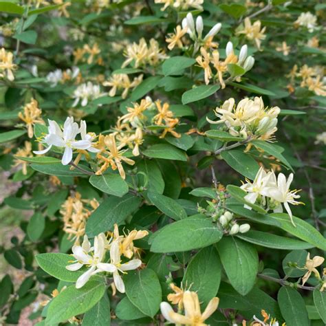 Japanese Honeysuckle - Invasive Species - Vic's Tree Service