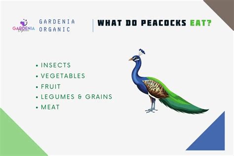 What to Feed Wild Peacocks in Your Backyard: Feeding Guide - Gardenia ...