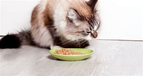 5 Weight Loss Cat Food for Overweight Indoor Cats