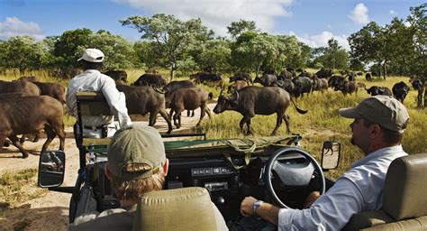 Thornybush Private Game Reserve - Kruger National Park | African Travel Consultants - Explore ...