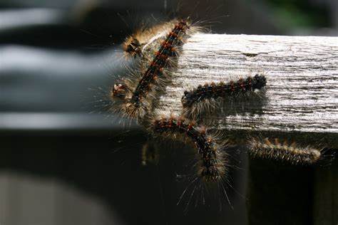 Gypsy moth infestation leaves Tiny residents 'captive in their own ...