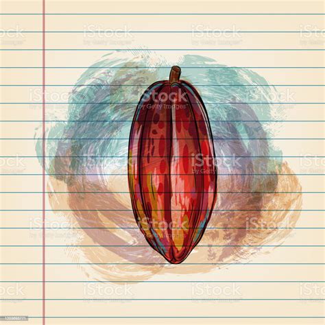 Cocoa Bean Drawing On Ruled Paper Stock Illustration - Download Image Now - Cocoa Powder, India ...