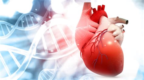 Research finds heart transplantation using donation after cardiac death with NRP | Star Mag