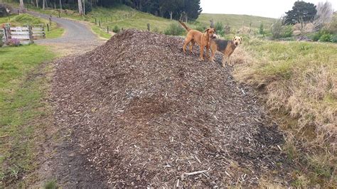 The mulch pile : Kat's Garden