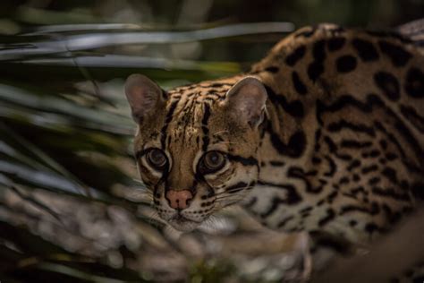 Texas ocelot breeding and reintroduction may offer new route to recovery