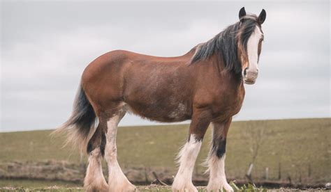 Clydesdale Horse Breed Profile - Helpful Horse Hints