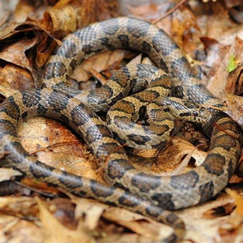 The 2 Venomous Snakes in Massachusetts – Nature Blog Network