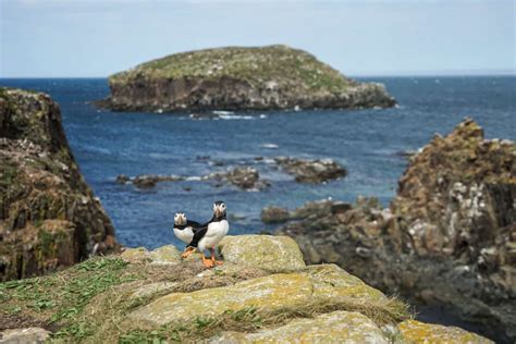 4 Best Places to See Puffins in Newfoundland – Explore With Lora