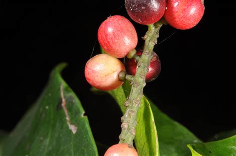 Antidesma bunius (Phyllanthaceae) image 59920 at PhytoImages.siu.edu