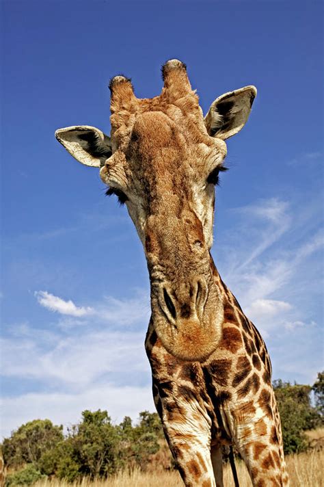 Southern Giraffe Giraffa Camelopardalis Photograph by Nhpa - Pixels