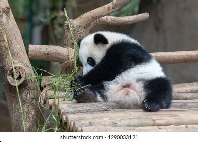 Panda Baby Bear Eating Bamboo Kuala Stock Photo 1290033121 | Shutterstock