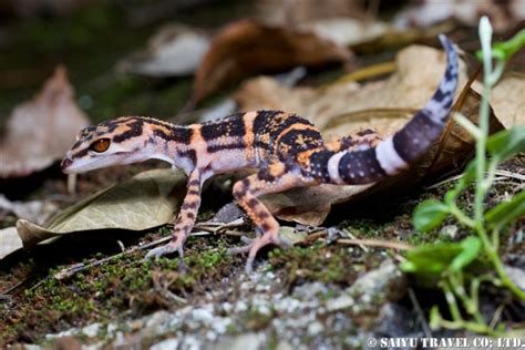 Japanese cave gecko - Wildlife of Japan｜Saiyu Travel