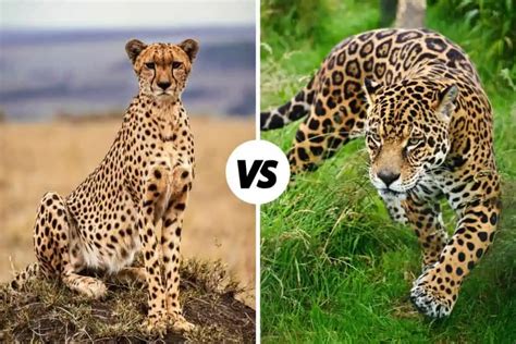 Cheetah vs Jaguar: What's The Difference?