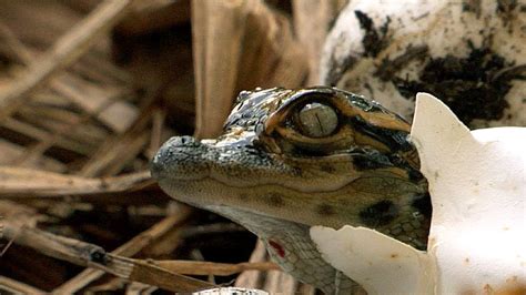 Alligator Hatching 06 - Time Lapse - Birth of Dangerous Animals - YouTube