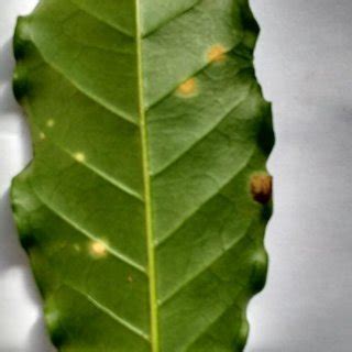 Coffee leaf infected with rust. | Download Scientific Diagram