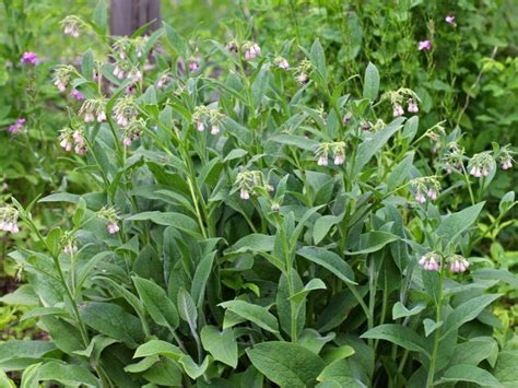 Comfrey Herb Plant - Learn About Different Comfrey Uses In Gardens