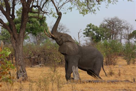 File:African elephant (Loxodonta africana) reaching up 3.jpg - Wikimedia Commons