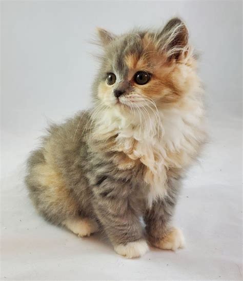 Beautiful Munchkin Kittens for sale! Available Kittens! in 2021 | Munchkin kitten, Kittens ...