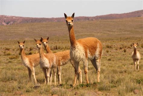 Día Nacional de la Vicuña: ¿por qué este camélido simboliza la fauna en el escudo patrio ...