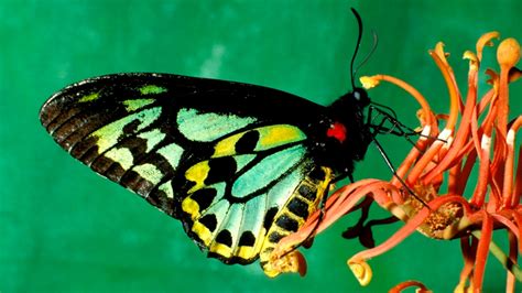 Dozens of Australian butterfly species at risk of extinction | news.com ...