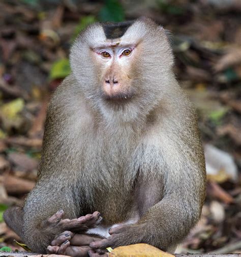 IMG_5215-1 | Northern Pig-tailed Macaque, male, Khao Yai, Th… | Flickr