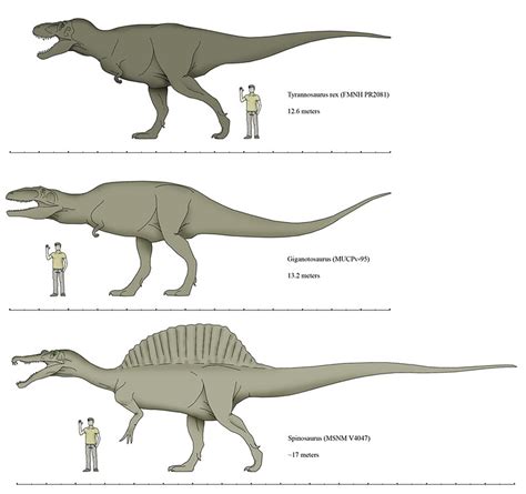 Giganotosaurus Size Comparison