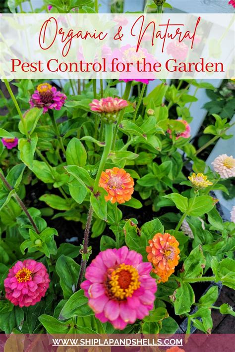 Natural and Organic Methods for Pest Control in the Garden - Shiplap and Shells