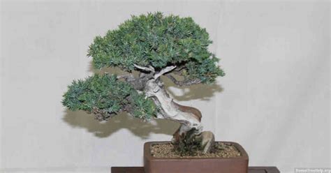 Do pomegranate bonsai lose their leaves? – Bonsai Tree Help