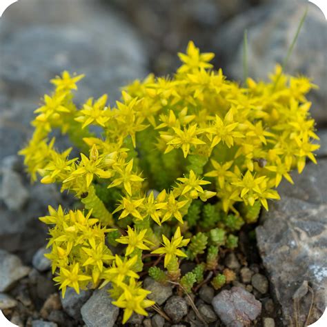 Biting Stonecrop (Sedum acre) plug plants - Cumbria Wildflowers