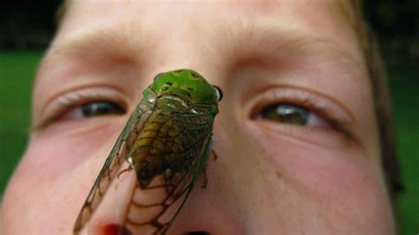 Would Would Happen If You Were Attacked By A Swarm of Cicadas?