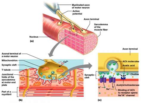 we will describe the anatomy of and anatomical Anatomy Of Neuromuscular Junction terminology ...