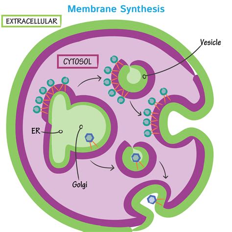 Cell Biology Glossary: Membrane Synthesis | Draw It to Know It