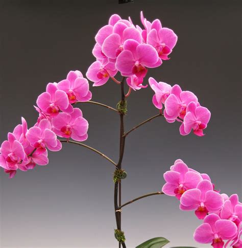 Ten Exquisite Pink Orchid Flowers for Spring | Orchidaceous! Orchid Blog