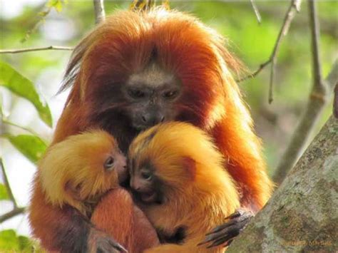 Tamarin Species - Classification | Taxonomy | Factsheets - Primates Park