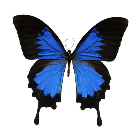 🥇 Image of nature Butterfly animal overlay butterfly png insect - 【FREE PHOTO】 100033187