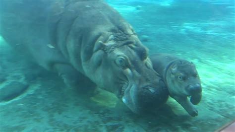 Baby Hippo "Swimming Lessons" - YouTube