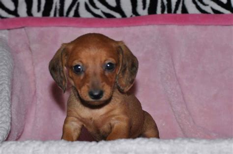 Miniature Dachshund Puppies For Sale