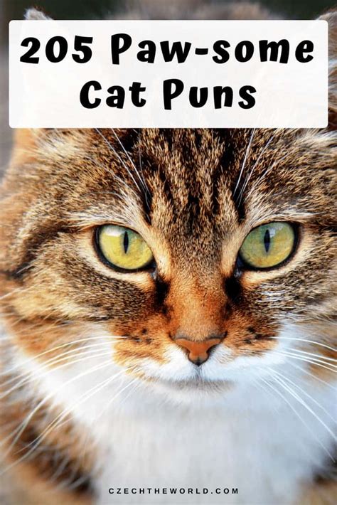 205 Best Cat Puns and Jokes That Are Simply Paw-some!