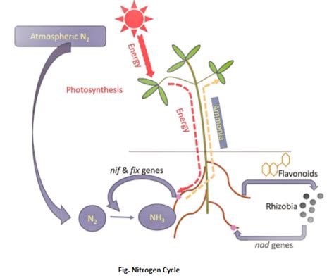 ‘Nif' gene for nitrogen fixation in cereal crops like wheat, jowar, etc. is introduced by ...