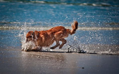 🔥 [74+] Dogs on the Beach Wallpapers | WallpaperSafari