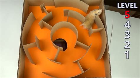 Diy hamster maze ideas - messengerjoker