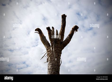 Dead palm tree Stock Photo - Alamy