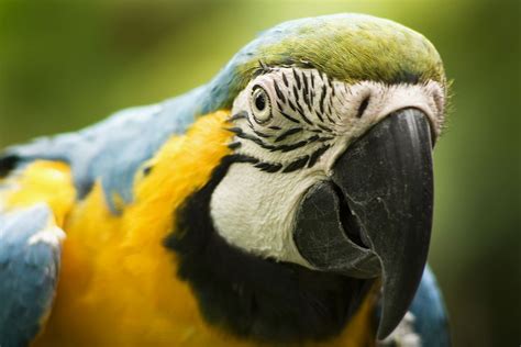 Cahuita, Costa Rica | Cahuita, Pet birds, Wildlife