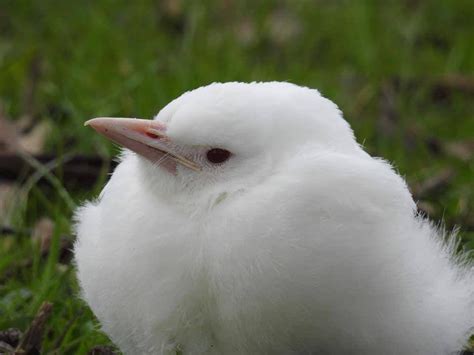 ABC Adelaide - Have you ever seen an albino magpie? Last...