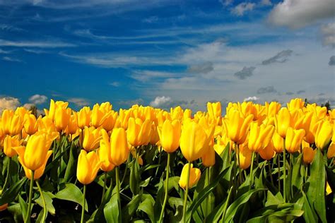 1920x1200 resolution | Tulips, Flowers, Yellow, Spring HD wallpaper | Wallpaper Flare