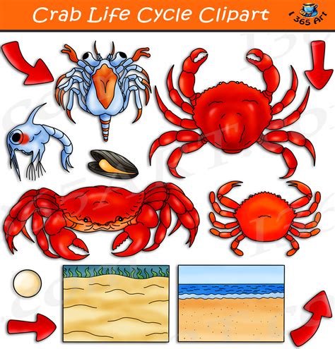 Crab Life Cycle Clipart Set Download - Clipart 4 School