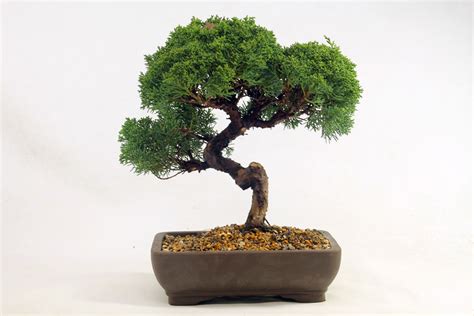 Bonsai Trees For Sale - Imperial Bonsai