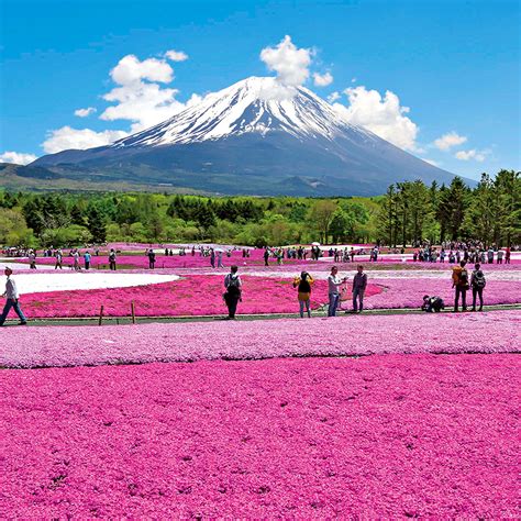 10 Fun Things to Do in Japan in April