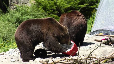 Grizzly Bears Rearrange Campsite - YouTube